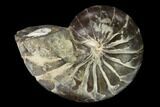 Fossil Nautilus (Eutrephoceras) - South Dakota #162638-1